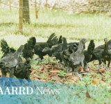 CSU’s black native chicken offers market potential